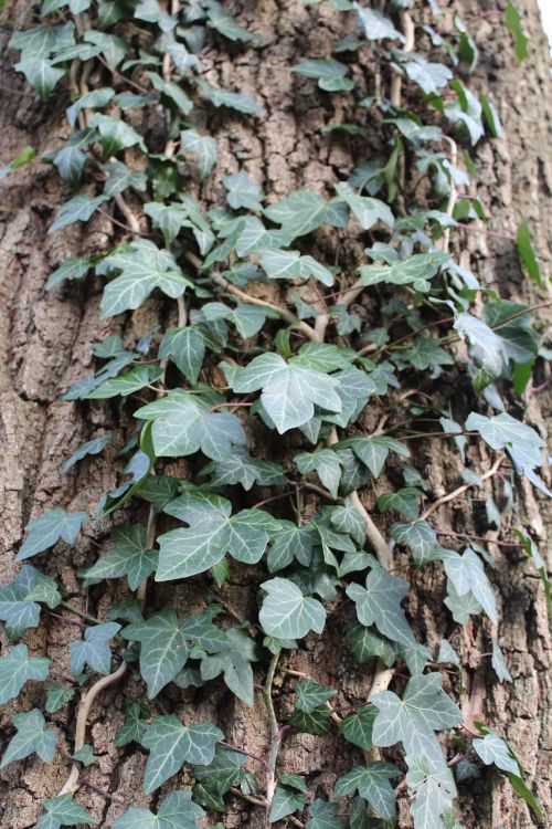 ivy log bark