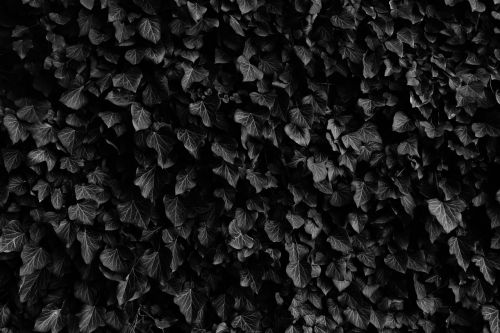 ivy leaf black and white