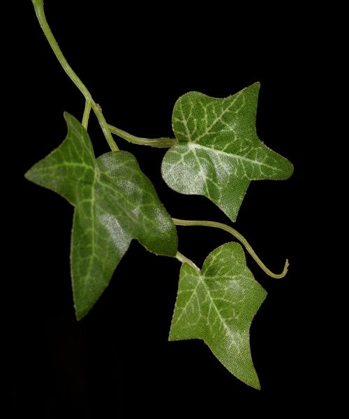 ivy climber leaves