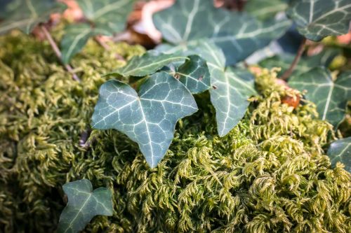 ivy moss leaf