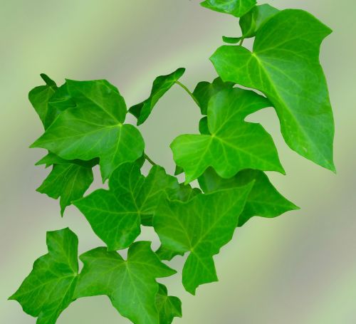 ivy leaves green