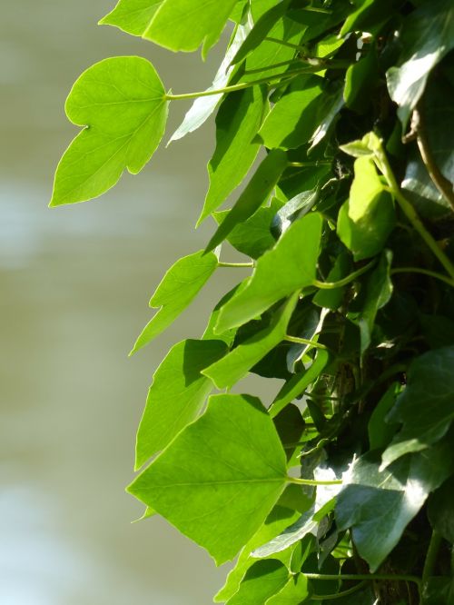 ivy ivy leaf leaves