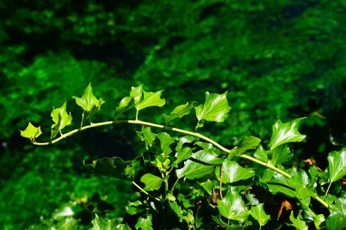 ivy ivy branch branch