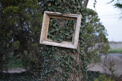ivy frame tree