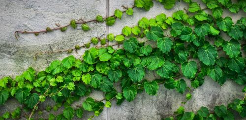 ivy vine the leaves