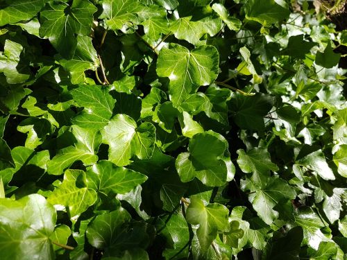 ivy leaves green