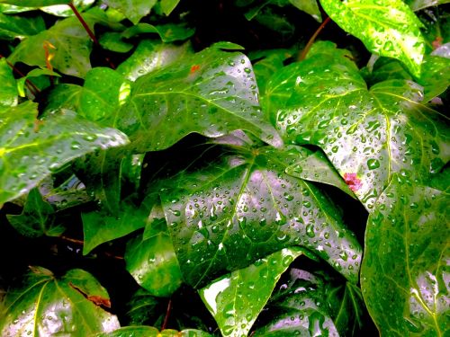 ivy the vine drop of water