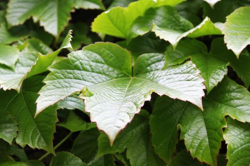 ivy leaf green