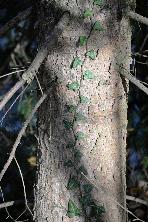 ivy ranke tree