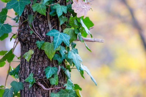 ivy log autumn