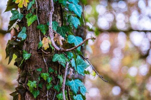 ivy light reflections autumn