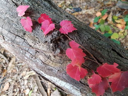 ivy red senjogahara