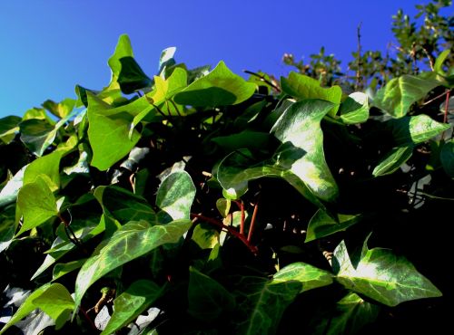 ivy climber green