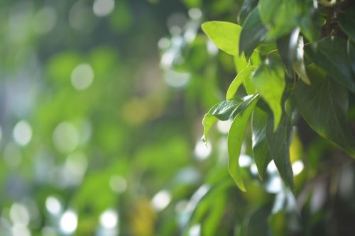 ivy green fouling