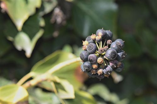 ivy fruits over ripe