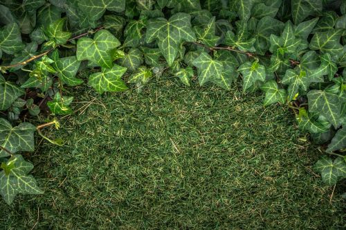 ivy plants grass