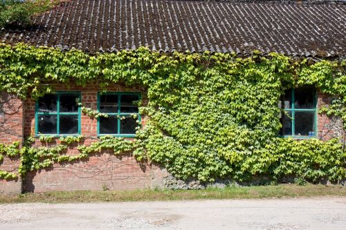 ivy window windows