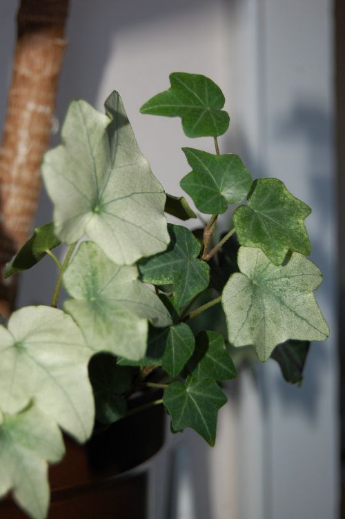 ivy houseplant green