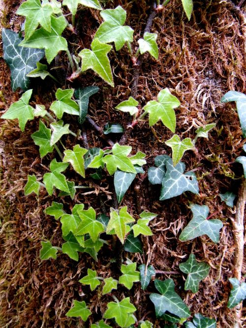 ivy climber common ivy