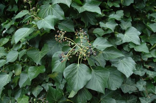 ivy fruits leaves