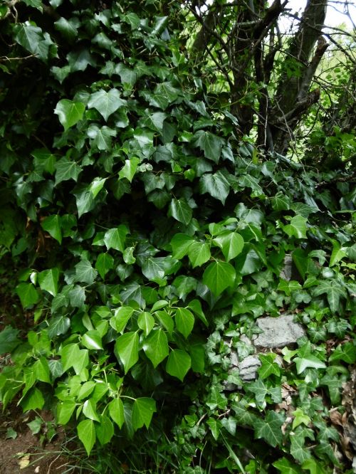 ivy nature leaves