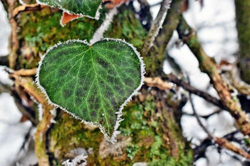 ivy heart winter