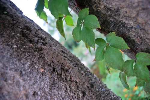 ivy plant creeper