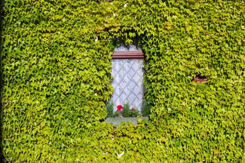 ivy overgrown house