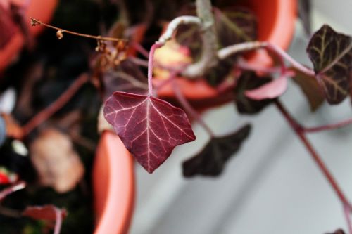 ivy deep red ivy geranium
