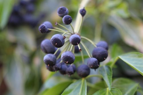 ivy fruit blue