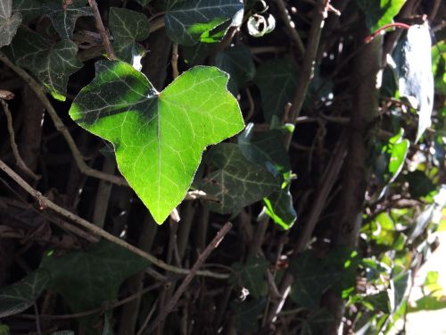 ivy leaves plants
