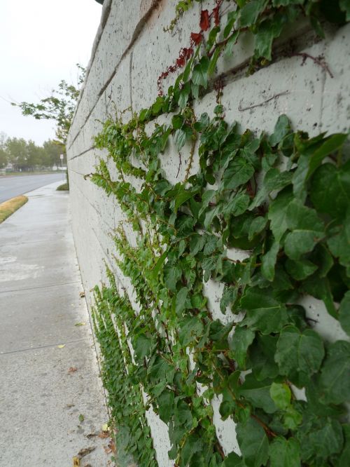 ivy vines growing