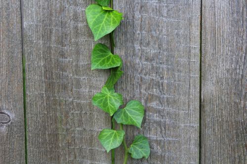 ivy creeper plant