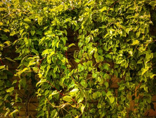 ivy plant texture