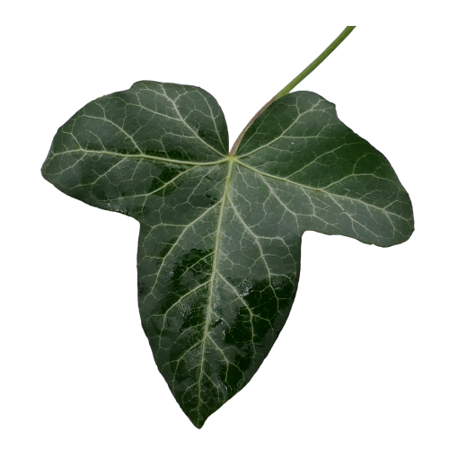 ivy ivy leaf green