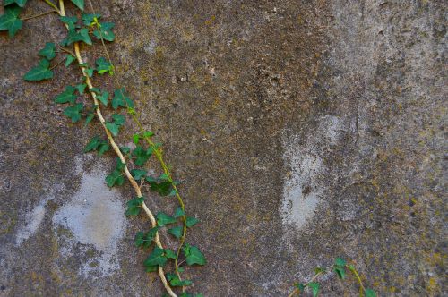 ivy wall texture wall