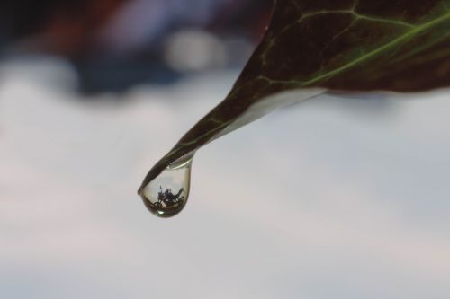 ivy leaf drip