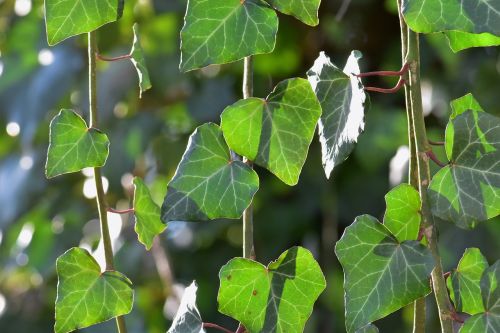 ivy leaf plant