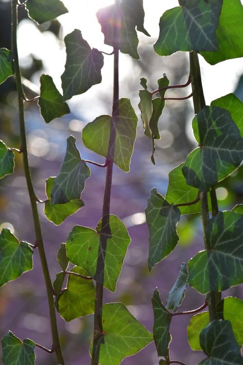 ivy leaf plant