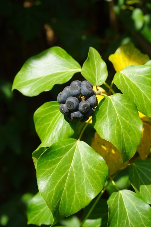 ivy berries black