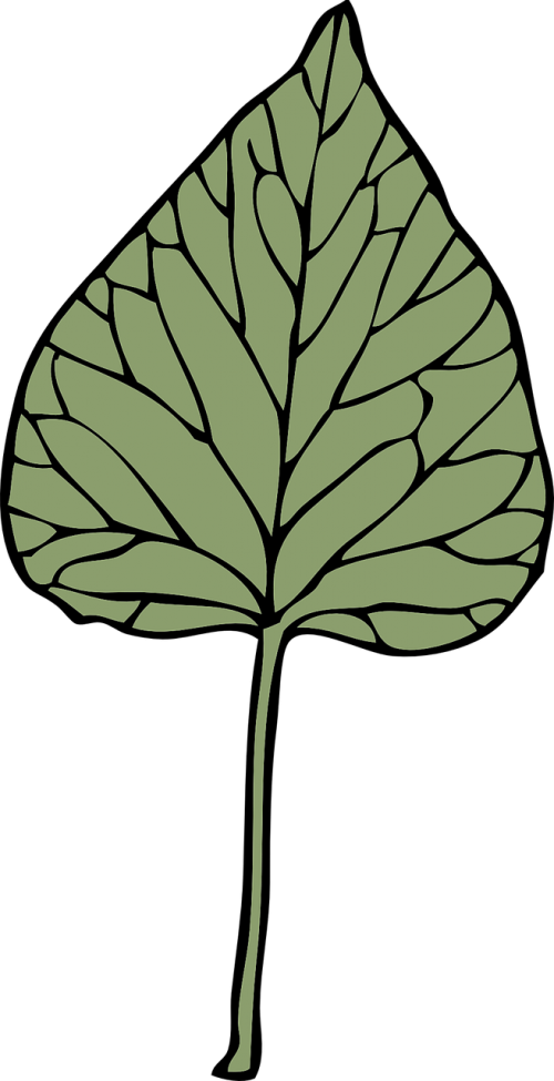 ivy green leaf