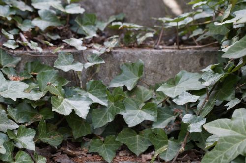 ivy entwined stairs