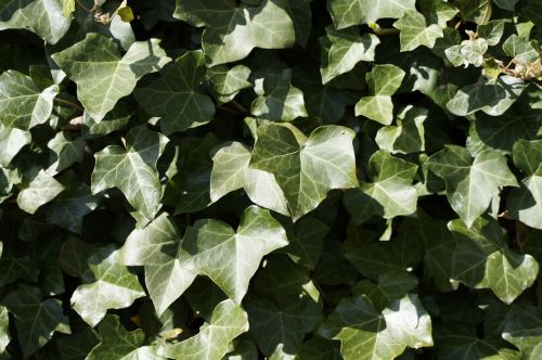 ivy background structure