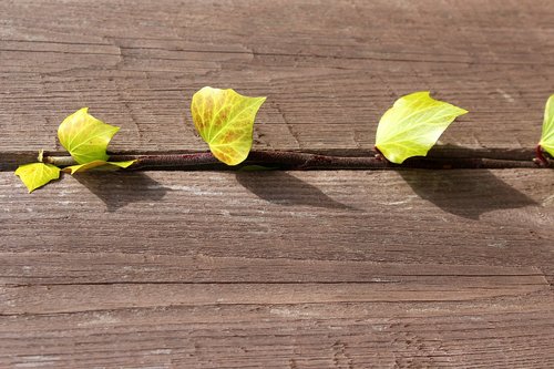 ivy  creeper  young leaves