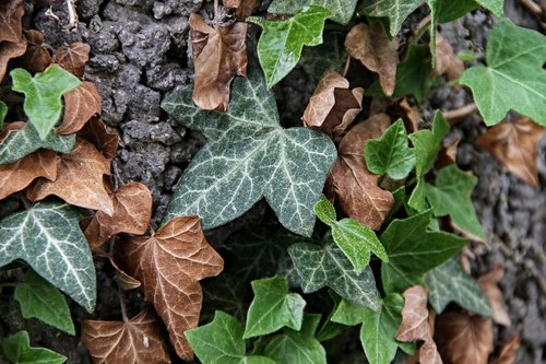 ivy  hedera helix  leaves