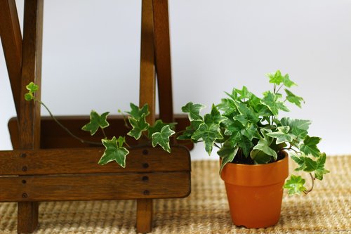 ivy  potted plant  plants
