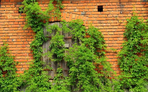 ivy  lake dusia  creeper