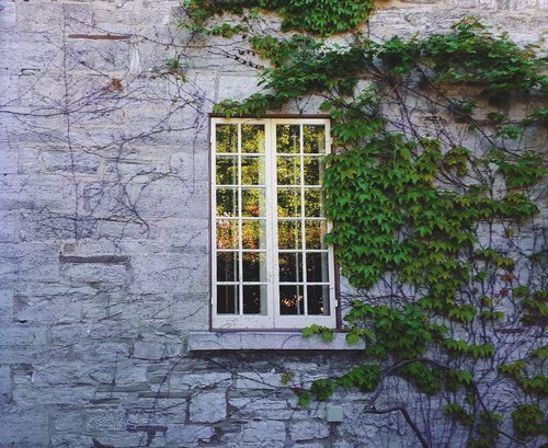 ivy  window  historic