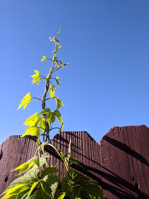 ivy  sky  blue