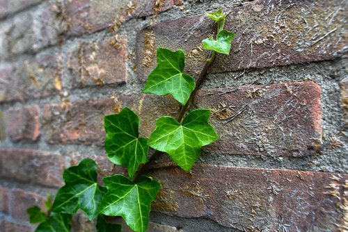 ivy  plant  creeper
